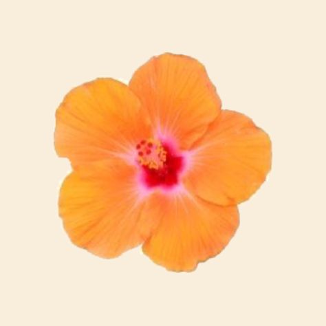 Orange Hibiscus Flower, Women Support Women, To Do App, Orange Hibiscus, Flower App, Orange Icons:), Coconut Dream, Tropical Girl, Bijoux Art Nouveau