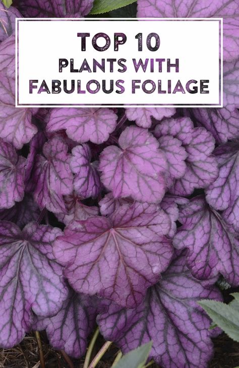 Flowers may come and go, but fabulous foliage is hard at work every single day bringing beauty to garden spaces. Some plants with fun foliage act as a backdrop for flashier flowering plants while others steal the show all on their own, find your favorite right here. Purple Plants For Shade, Outdoor Foliage Plants, Purple Foliage Plants, Statement Plants Outdoor, Purple Leaves Plants, Foliage Plants Outdoors, Verge Garden, Plants With Colorful Leaves, Growing Art