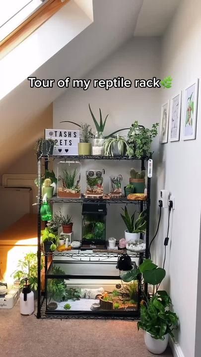 Reptile Decor, Fish Tank Terrarium, Fish Tank Design, Reptile Room, Hippy Room, Animal Room, Apartment Aesthetic, Room With Plants, House Plants Indoor