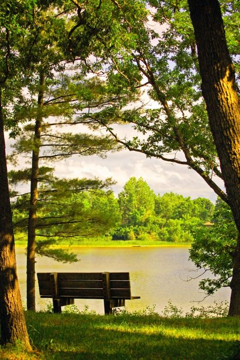 Bench In Forest, Bench Aesthetic, Nature Sketching, Pond Drawing, Park Benches, Water Tattoo, Nature Sketch, Golden Tree, Magic Realism