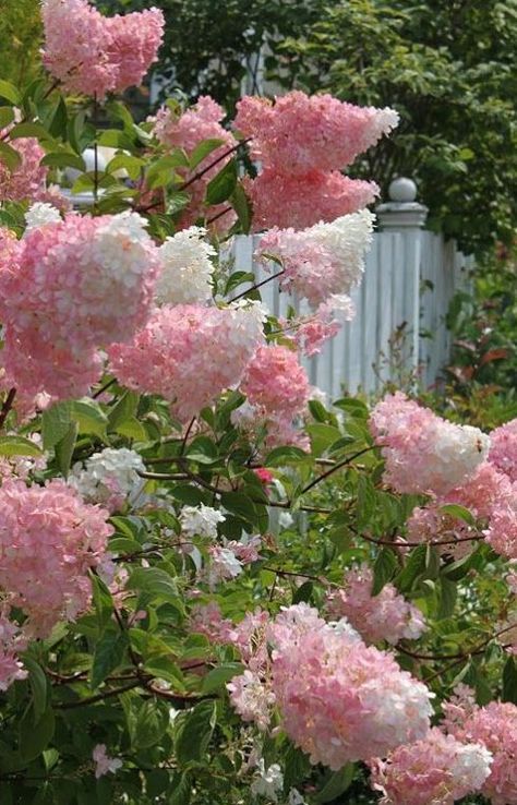 VANILLA STRAWBERRY HYDRANGEA - 1) Full Sun 2) 6-7 ft tall 3) Blooms in summer to fall 4) Prune back 1/3 in March 4) Somewhat deer resistant Tall Hydrangea Bush, Vanilla Strawberry Hydrangea, Strawberry Hydrangea, French Lilac, Flowers Blooming, Have Inspiration, The Secret Garden, March 4, Garden Cottage