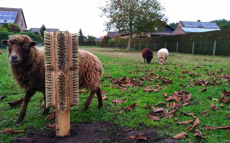 Sheep Scratcher, Sheep Shelter Diy, Goat Scratcher, Sheep Shelter Ideas, Sheep Enrichment, Sheep Barn Ideas, Fantasy Homestead, Sheep Shelter, Sheep Barn