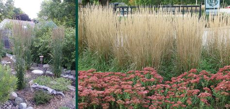 Karl Foerster Feather Reed Grass | Knowledgebase | Johnson's Nursery Karl Forester Companion Plants, Karl Forester, Feather Reed Grass, High Country Gardens, Perennial Grasses, Fountain Grass, Companion Plants, Border Plants, Clay Soil