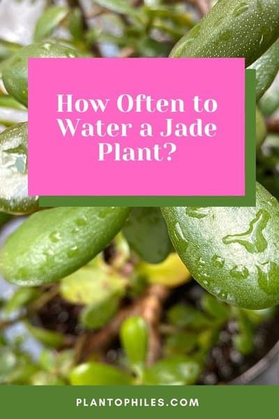 How Often to Water a Jade Plant? Jade Plant Care, Types Of Houseplants, Jade Tree, Jade Plant, Plant Care Houseplant, Root Rot, Succulent Soil, Plant Diseases, Jade Plants