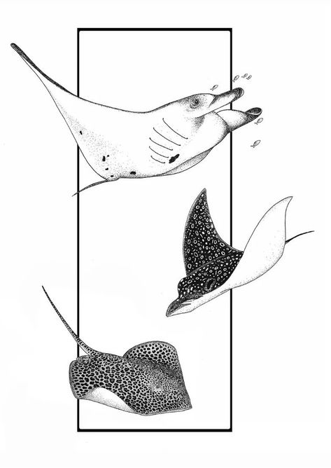 Cownose Stingray Tattoos, Shark And Stingray Tattoo, Sting Ray Sketch, Mola Tattoo, Diver Tattoo Ideas, Manta Ray Tattoo Design, Manta Ray Illustration, Manta Ray Drawing, Manta Tattoo