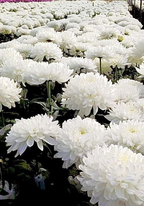 Kiku Flower, White Chrysanthemum Flower, November Flower, White Mums, White Chrysanthemum, Mums Flowers, Chrysanthemum Flower, Orchid Plants, Dahlia Flower