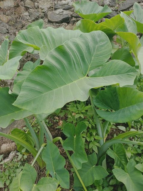 Taro leaves are very large to protect the plants beneath them stock photography Taro Leaves, Taro Plant, Stock Photography, Photo Image, Vector Free, Stock Photos, Plants, Photography, Quick Saves