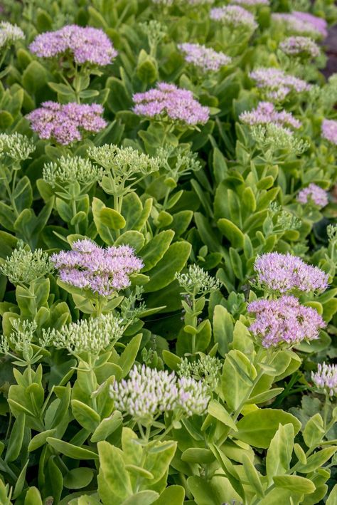 Growing Sedum is About as Easy as It Gets Low Growing Sedum, Propagating Sedum Autumn Joy, Stone Crop Sedum, Sedum Sunsparkler Dazzleberry, Stone Crop Sedum Plants, Sedum Makinoi Ogon, Succulent Leaves, Sedum Plant, Flowering Plants