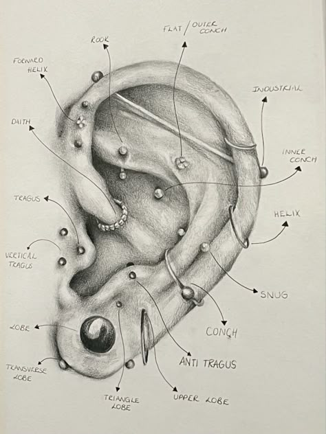 Ear Piercing Anatomy Chart, Piercings Ear Chart Names, All Body Piercings, Ear Piercing Anatomy, Types Of Piercings Ears, Facial Piercings Chart, Piercing Ear Chart, Ear Piercing Drawing, Body Piercing Chart