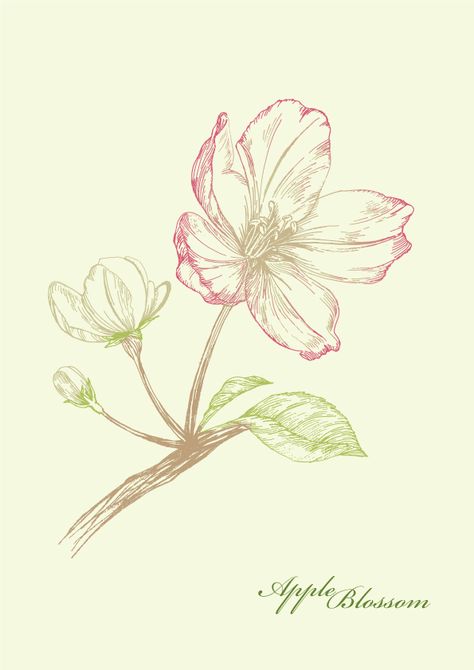 Apple Blossom Flower Tattoo, Apple Blossom Drawing, Apple Blossom Tattoo, Apple Blossom Tattoos, Apple Tree Flowers, Apple Tree Blossoms, Drawing Apple, Portrait Drawing Tips, Apple Tattoo