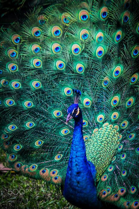 Hd Peacock Wallpaper, Peacock Photography Nature, Peacock Flying Photography, Peacock Photos Nature, Male Peacock, Peacock Drawing, Peacock Close Up Photography, Peacock Images, Peacock Photos