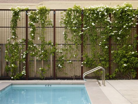 Water Sculpture, Green Fence, Garden Vines, Wooden Pergola, Deck With Pergola, Covered Pergola, Patio Roof, Patio Interior, Pergola Kits