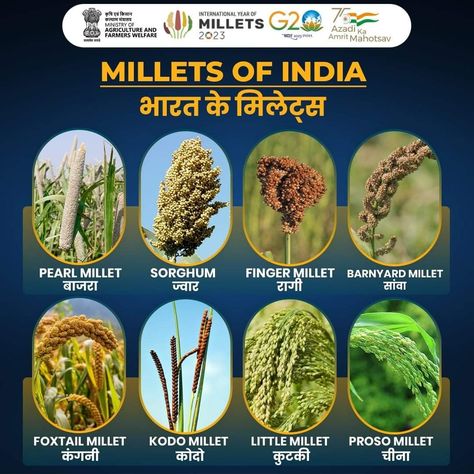 Millets Poster Making Ideas, Millets Poster, Types Of Millets, Millet Benefits, Millet Recipe, Hygiene Activities, Nutrition Poster, Ias Officer, Pearl Millet