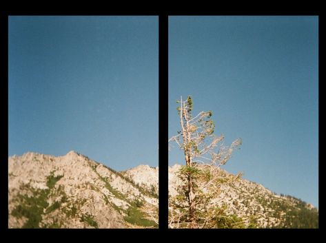 photo of a tree at lake tahoe taken on a half frame film camera Kodak H35 Pictures, Half Frame Film Photography, Half Frame Photography, Kodak Ektar H35 Photos, Kodak Gold Film, Half Frame Film, Kodak Gold 200 Film, Kodak Ektar H35, Ektar H35