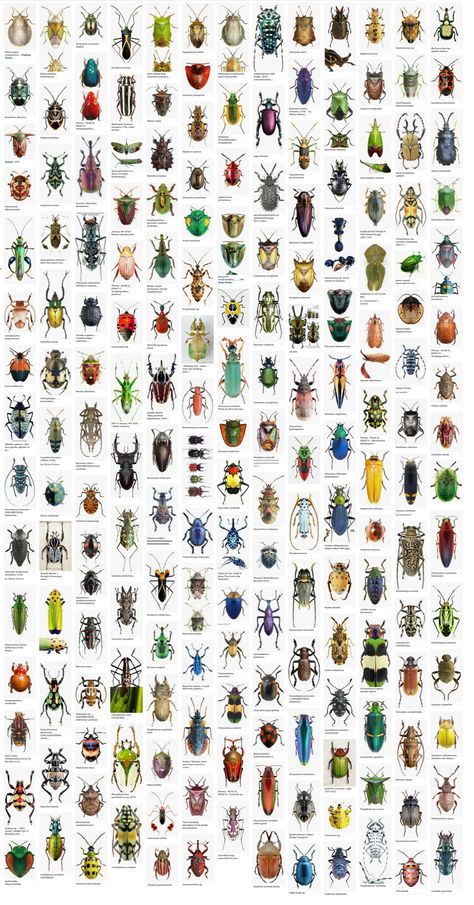 Insect Identification Chart, Pictures Of Bugs Insects, Bugs Wallpaper Insects, Bug Chart, Pinned Bugs, Insect Classification, Types Of Beetles, Types Of Bellies, List Of Insects