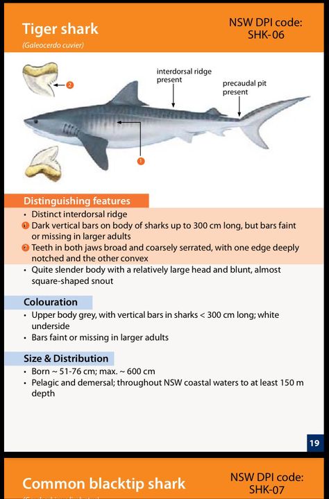 Tiger Shark Facts, Shark Reference, Ocean Journal, Water Journal, Tiger Sharks, Leopard Shark, Shark Facts, Ocean Stuff, Wildlife Biologist