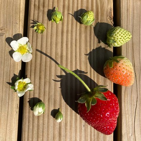 🍓The lifecycle of a strawberry 🍓 Our famous Lifton strawberries are growing away nicely and are beginning to flower underneath the tunnels, with many green strawberries starting to peak through! It won't be long until these tunnels will be full of our sweet-smelling strawberries 🍓 These tunnels are part of our earlier crop which will be picked and sold in our farm shop - keep a look out as in the coming weeks our famous Lifton strawberries will be making a come back! Why do we use tunnels... Lifecycle Of A Strawberry, Strawberry With Flowers, Strawberries Plant, Strawberry Display, Strawberry Branch, Fruit Planet, Strawberry Growing, Strawberry Photo, Green Strawberries