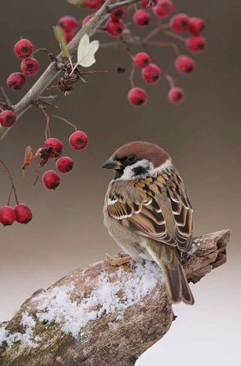 Beautiful Tree Sparrow, Bird Sitting, Kinds Of Birds, Airbrush Art, Nature Birds, Backyard Birds, Bird Pictures, All Birds, Pretty Birds