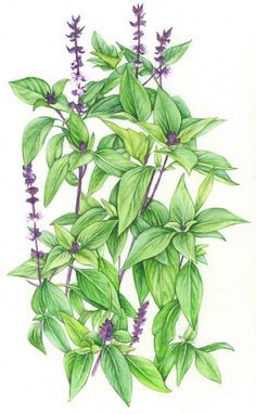 Basil Drawing, Herb Pictures, Edible Forest, Nature Medicine, Botanical Images, Roots Logo, Tulsi Plant, Fire Cider, Basil Plant