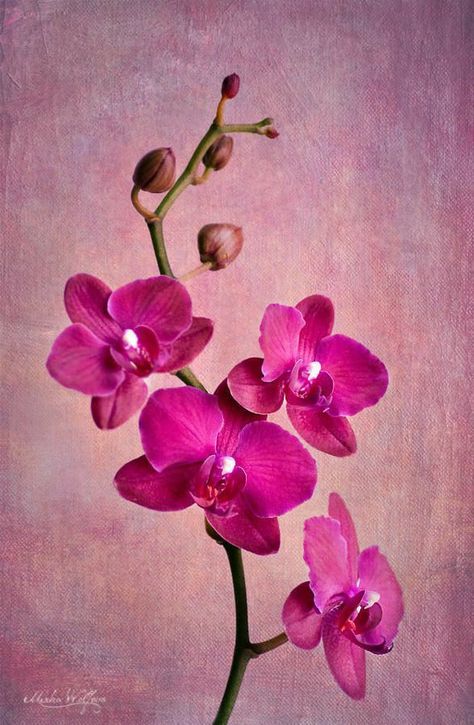 Orchid Drawing, Orchids Painting, Acrylic Flower Painting, Orchid Tattoo, A Level Art Sketchbook, Flower Arrangements Simple, Purple Orchids, Beautiful Orchids, Arte Fantasy