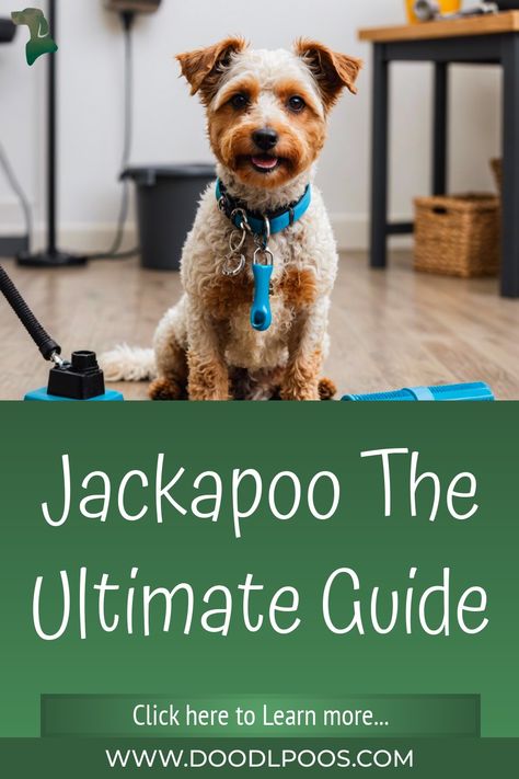 Jackapoo The Ultimate Guide Poodle Mix Breeds, Family Friendly Dogs, Grooming Hacks, Good Traits, Poodle Mix, The Jack, Dog Parents, Obedience Training, Russell Terrier