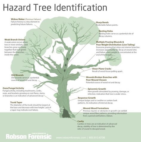 Arborist Climbing Trees, Identifying Trees, Arborist Climbing, Tree Surgeons, Tree Identification, Nature School, Tree Pruning, Tree Removal, Tree Service