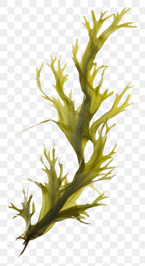 Underwater Flowers Drawing, Plant Biology Art, Seaweed Reference, Algae Aesthetic, Underwater Algae, Drawing Seaweed, Kelp Drawing, Seaweed Aesthetic, Seaweed Photography