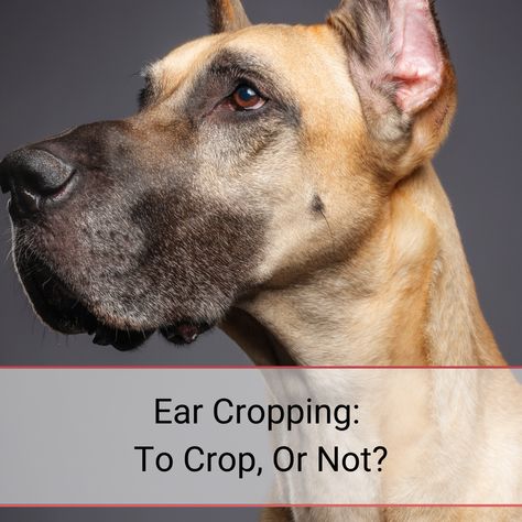 ⁠Ear cropping is a surgical procedure done on Great Dane puppies when they are 7-12 weeks of age. A Great Dane with cropped ears is regal and majestic!⁠ ⁠ Many amazing and loving Great Dane parents choose to crop their pups ears!⁠ ⁠⁠ If you have ever seen a Great Dane with ears that stand up, you have seen a Great Dane with cropped ears! ⁠ Mantle Great Dane, E Collar Training, Great Dane Puppies, Dane Puppies, Great Danes, Shock Collar, Dog Health Tips, Great Dane Puppy, Dane Dog