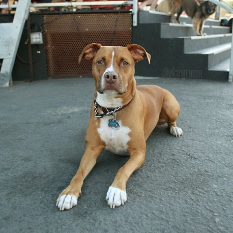 Rio Alexander, Pitbull/ Boxer Mix (3 y/o), Quartyard ▪ "He's a rescue from @lastdaydogs where they save dogs who are scheduled to be euthanized. It was his mom they saved and later found out she was pregnant with his 7 other siblings. We've had him since he was 8 weeks." Pitbull Boxer Mix Dogs, Boxer Pitbull Mix Dogs, Pitbull Shepard Mix Dogs, Pitbull Lab Mix, Boxer And Pitbull Mix Dogs, Cute Pitbull Puppies, Pitbull Boxer Mix, Pitbull Mixed With Husky, White Pitbull