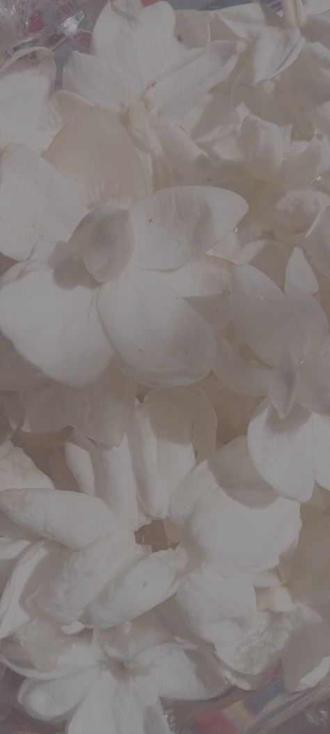 White Flower Phone Wallpaper, Whiteish Aesthetic Wallpaper, Bright Wallpaper Iphone Aesthetic White, Soft Clean Aesthetic Wallpaper, White Homescreen Wallpaper Aesthetic, Off White Asthetics Wallpaper, Aesthetic Wallpaper Iphone White Flowers, White Wallpaper Asthetics, White Asthetics Background