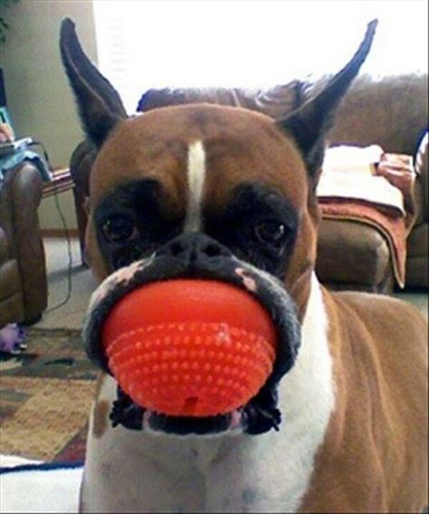 Boxer Dog with ball in mouth Boxer And Baby, Dog White, Boxer Love, Boxer Puppies, Love My Dog, The Funny, Boxer Dogs, Funny Animal Pictures, I Love Dogs