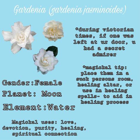 Moon Spells, Hit Girls, Secret Admirer, Flower Diy, Flower Diy Crafts, Healing Process, Diy Flowers, Meant To Be, Quick Saves