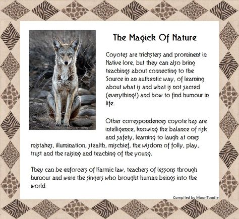 Coyote Spiritual Meaning, Coyote Spirit Animal, Coyote Symbolism, Spirit Animal Meaning, Native American Totem, Animal Meanings, Native American Spirituality, Spiritual Animal, Animal Spirit Guides