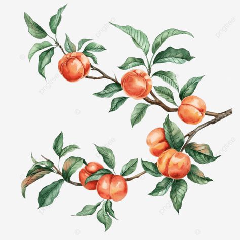 tree branch with peaches fruit tree peach png Fruit Branch, Peach Tree, Peach Fruit, Peach Trees, Fruit Tree, Transparent Image, Tree Branch, Fruit Trees, Png Transparent