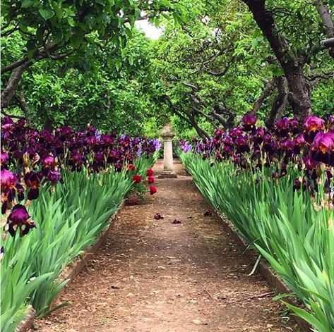 Iris Flowers Garden, Prayer Garden, Apple Trees, Walled Garden, Iris Garden, Rock Garden Landscaping, Bearded Iris, Romantic Garden, Iris Flowers