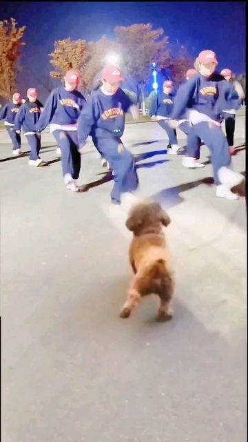 Dogs Funny Videos, Dancing Dogs, Dog Dancing, Dancing Video, Animal Humour, Cute Animals Puppies, Dogs Funny, Animal Antics, Cute Funny Dogs