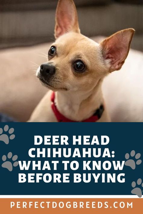 Deer Head Chihuahua is a large gift in a small package. Perfect Dog Breeds says, as cute as this puppy looks, we caution newbies from trying to have this dog as their first. Find out about how to groom, feed and exercise this canine. Enjoy the seen fun facts that our guide shares about this adorable pooch. Understand the pros and cons of this puppy before you decide if this dog is right for you. Read more… #deerheadchihuahuafacts #deerheadchihuahuaguide #deerheadchihuahuaworld Dear Head Chihuahua, Applehead Chihuahua, Deer Chihuahua, Deer Head Chihuahua, Chihuahua Facts, Chihuahua Breeds, Dog Ear Cleaner, White Chihuahua, Chihuahua Gifts