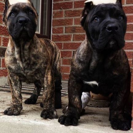 Dogs Ears, Cane Corsos, Mastiff Breeds, Presa Canario, Cane Corso Puppies, Black Dogs, Cane Corso Dog, Corso Dog, Tibetan Mastiff