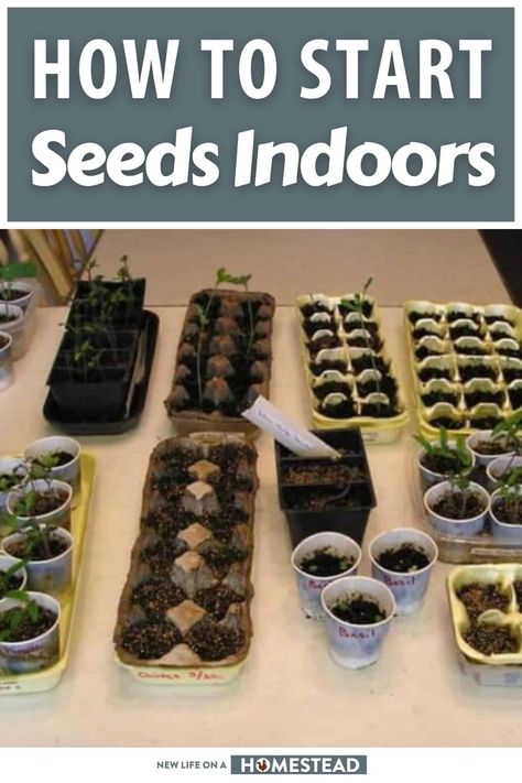 How To Start Seeds Inside, Indoor Seed Planting, Starting Veggies From Seeds, Planting A Garden From Seeds, When To Start Garden Seeds Indoors, How To Start Tomato Seeds Indoors, Start Garden Indoors, Seeds Indoors Starting, How To Start Garden Seeds Indoors