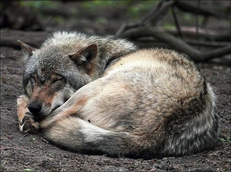 sleeping wolf | Posted By: B.Candleforth Sleeping Wolf, Wolf Reference, Wolf Poses, Baby Wolves, Cry Wolf, Wolf Husky, Sleeping Animals, Deer Hunting Blinds, Wolf Images