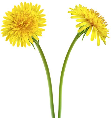 Yellow Dandelion Drawing, Yellow Dandelion, Spring Art Projects, Dandelion Art, Dandelion Yellow, Sunflowers And Daisies, Tree Templates, Sticker Png, Image Stickers