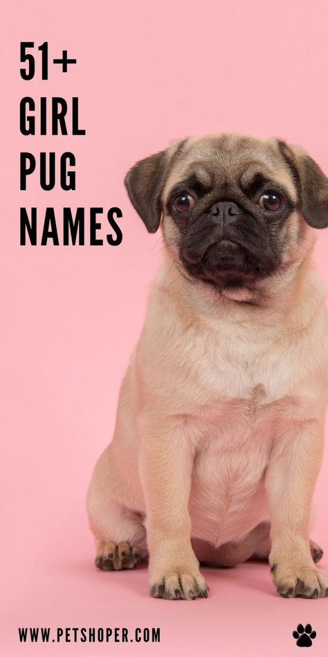 Girl pug names - choose the perfect name for your pug pal! Great ideas like Ziva, Leia, Zelda, Shadow, Nala, Lottie, Bess, Zora, Oshi, Zoe... #girlpugnames #pugnames Girl Pug Names, Cool Female Dog Names, Girl Pet Names, Dog Names Female, Puppies Names Female, Male Dog Names, Unique Dog Names, Dog Shih Tzu, Dog Names Unique