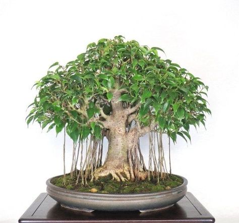 Banyan Bonsai, Banyan Tree Bonsai, Ficus Bonsai, Bonsai Ficus, Bonsai Tree Care, Bonsai Care, Bonsai Techniques, Ficus Benjamina, Mini Bonsai