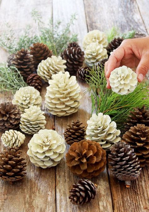 Make beautiful bleached pinecones in 5 minutes without bleach! Non-toxic & easy DIY pine cone craft, perfect for fall, winter, Thanksgiving & Christmas decorations! - A Piece of Rainbow #pinecones #pineconecrafts #diy #homedecor home decor ideas, #diyhomedecor #thanksgiving #christmas #christmasdecor christmas craft,s #christmasideas christmas decorations, #crafts #fall #winter #farmhouse #vintage #farmhousestyle farmhouse decor, wedding decor, #pinecones pinecone crafts, fall, winte Bleached Pinecones, Pine Cone Art, Diy Pinecone, Pine Cone Decorations, Easy Christmas Decorations, Cones Crafts, Pine Cone Crafts, Navidad Diy, Easy Diy Crafts