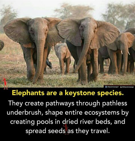 Elephant Facts, Animals Information, Keystone Species, Amazing Science Facts, 1000 Life Hacks, Did You Know Facts, Awesome Animals, Elephant Love, Favorite Animal