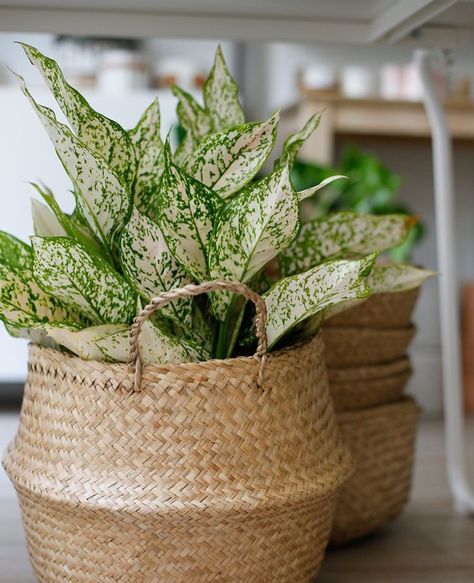 Mason Jar Halloween Crafts, Plants In Baskets, Halloween Mason Jars, Best Indoor Plants, Seagrass Basket, Small Basket, Houseplants Indoor, Plant Basket, Large Baskets