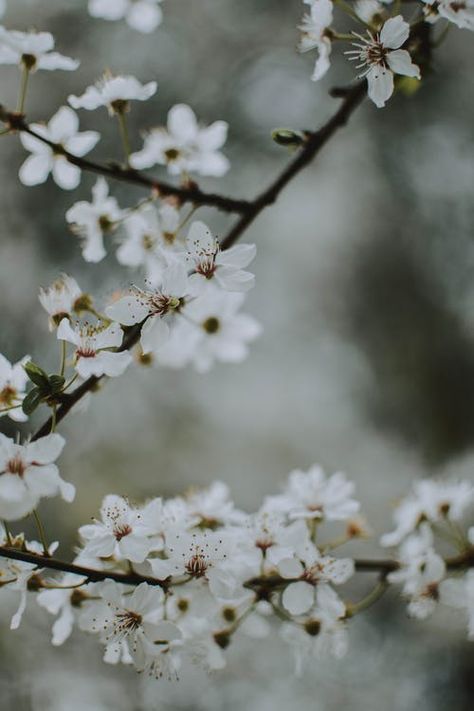 Cherry Blossoms Pictures, Cherry Blossom Images, Cherry Blossom Pictures, Iphone Wallpapers Hd, Entryway Art, Red Cherry Blossom, White Cherry Blossom, Cool Typography, Japanese Artwork