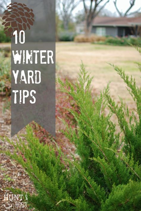 10 winter yard tips Winter Yard, Diy Backyard Ideas, Winter Gardening, Winter Plants, Summer Plants, Blooming Plants, Yard Work, Flowers Perennials, Exotic Plants