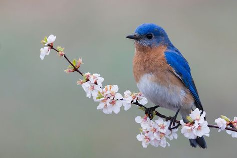 Eastern bluebird on blossom branch Bluebird On Branch Tattoo, Eastern Bluebird Drawing, Eastern Blue Bird Tattoo, Eastern Bluebird Tattoo, Christmas Flash, 1st Day Of Spring, Bluebird Tattoo, Soft Pastel Art, Eastern Bluebird