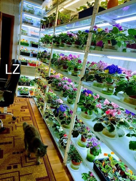 Growing a Little World of African Violets African Violet Collection, Violet Plants, African Violets Plants, Violet Plant, Create A World, Stylish Petite, African Violet, Delicate Flowers, African Violets